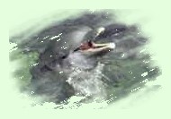 Delphin